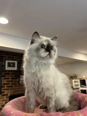Tweety (Himalayan)