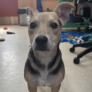 Bruno