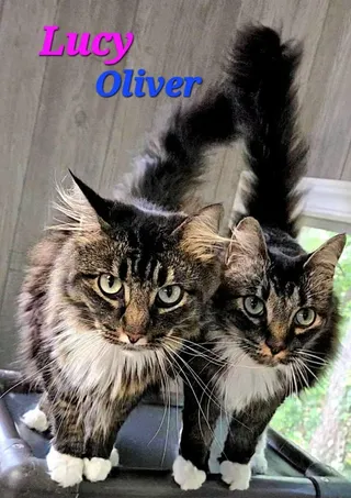 Oliver