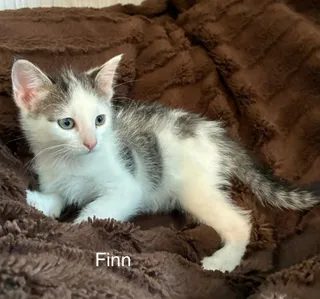 Finn