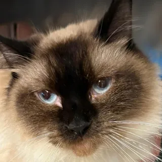 Smokey