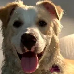 Penny
