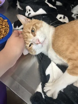 Felix