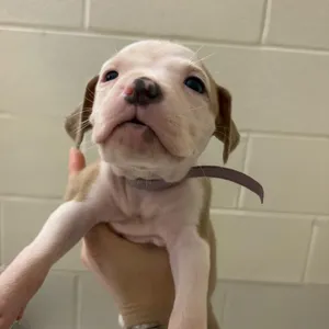 Puppy 7