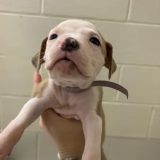 Puppy 7