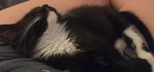 Mittens