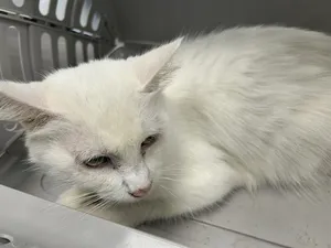KIKI