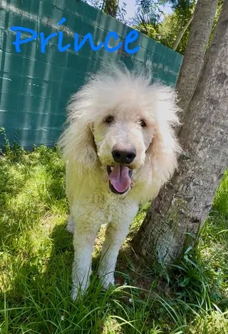Prince