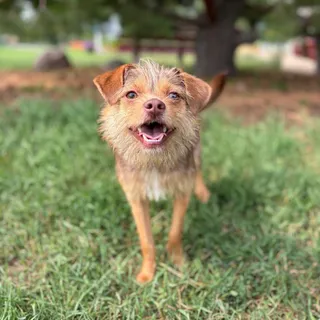 Cherub--In Foster