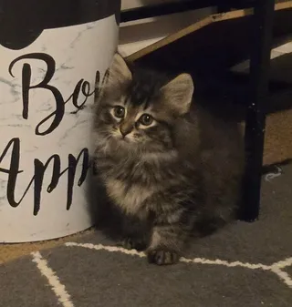 Pebbles
