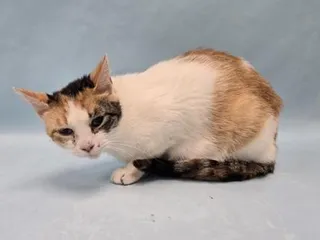 Mae
