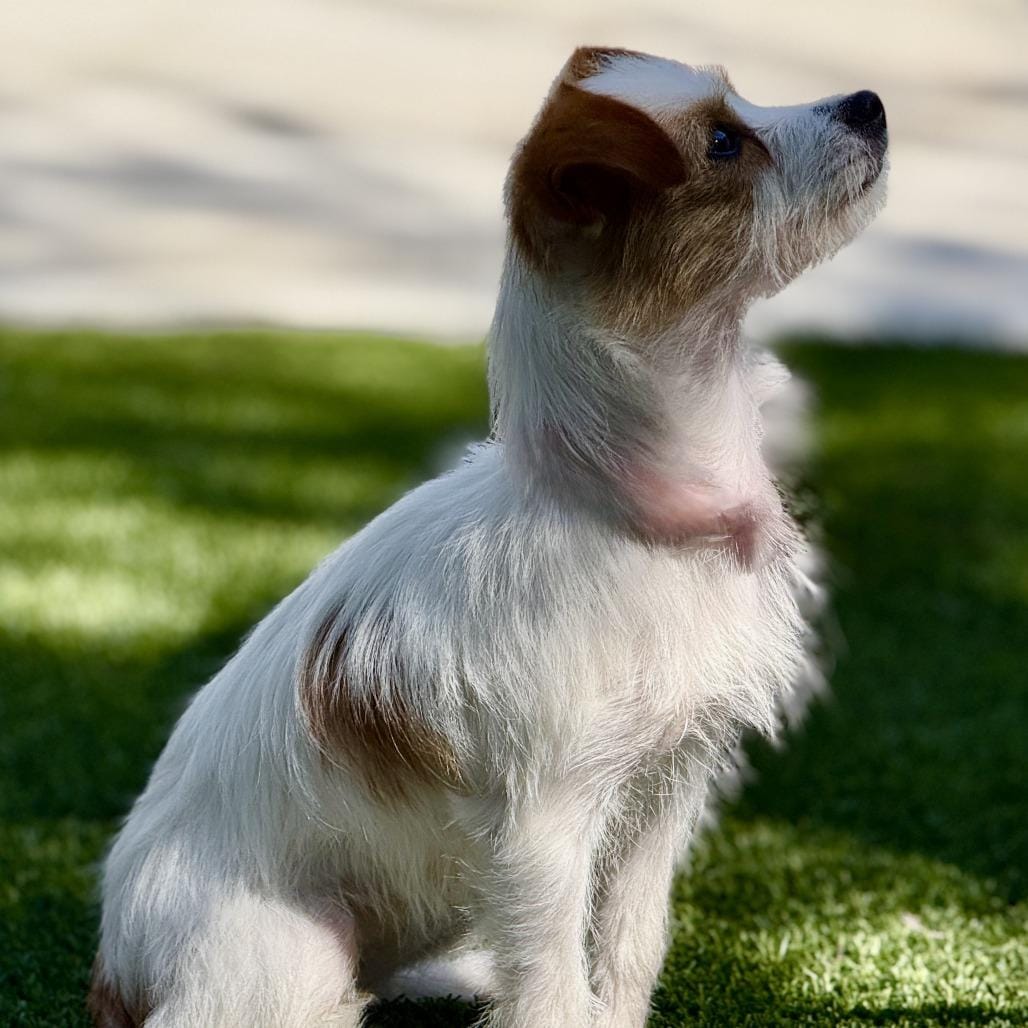 Bebe