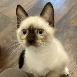 Oliver