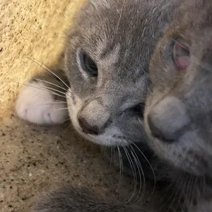 Piper