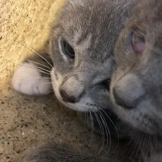 Piper