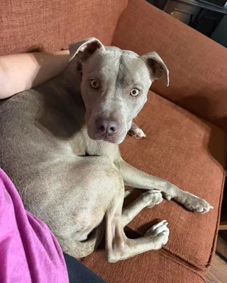 Willow