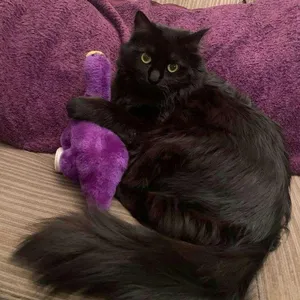 Vivian