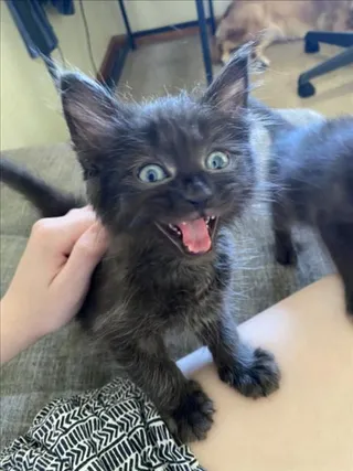 *BAGHEERA