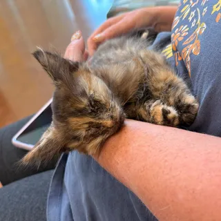 Pretty Baby