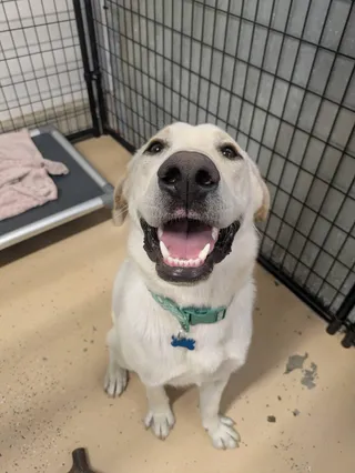 Buddy