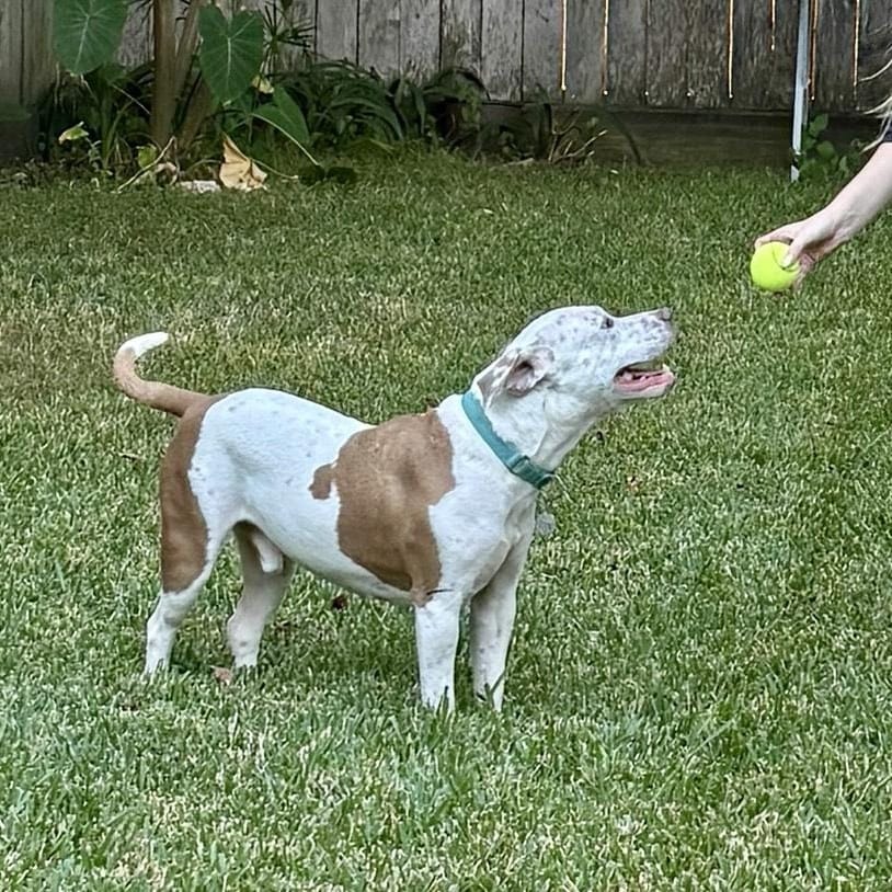 Canelo