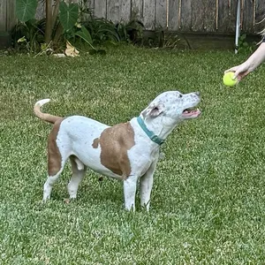 Canelo