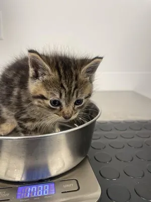 Pom Pom