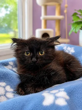 Salem