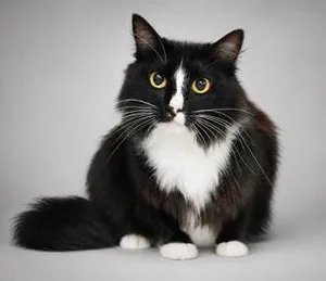 Biba is truly THE BEST - POOFY - THERAPY SWEET - VIDEO