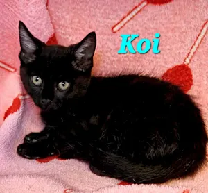 Koi