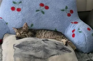Mimosa A217472