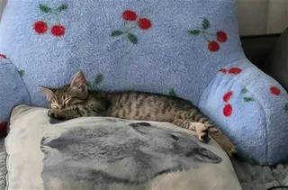Mimosa A217472