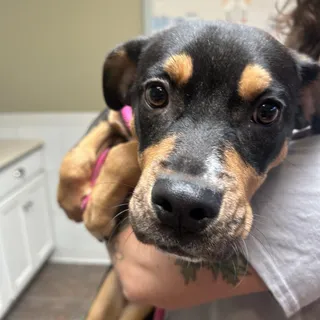 Zorra
