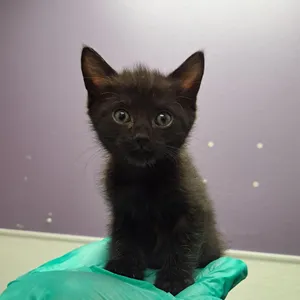 Stray Hold - Beryl