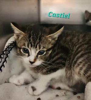 Castiel