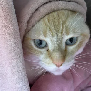 Cinnamon