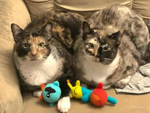 PHANTOM & OPERA - Foster or Adopter needed