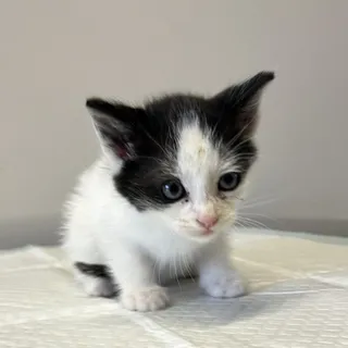 IVHS-Stray-138436
