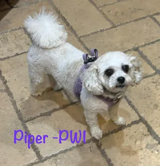 Piper - WI