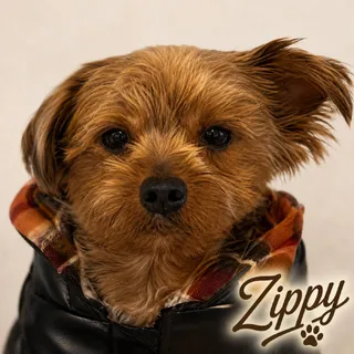 Zippy
