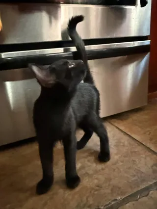 Silas