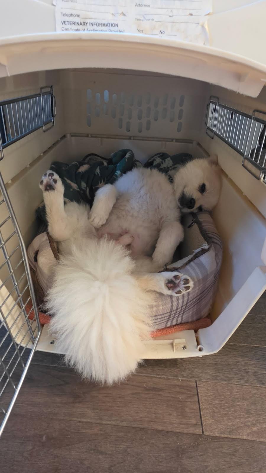 Mr Fluffy foster to adopt