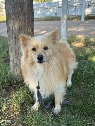 SPONSOR OR FOSTER ME - Elvis