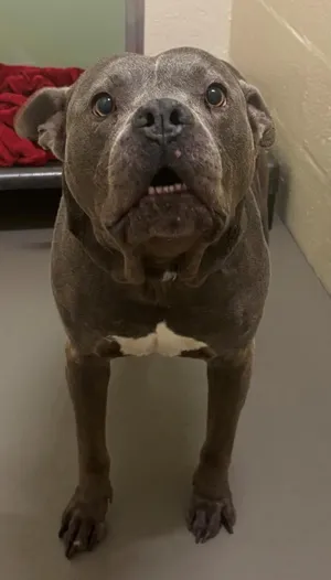 DOZER