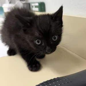 Onyx