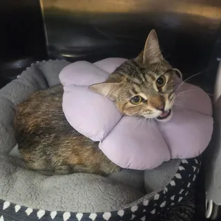 Mocha