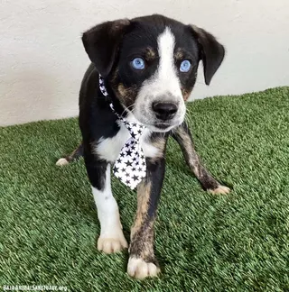 Frankie