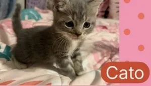 Cato