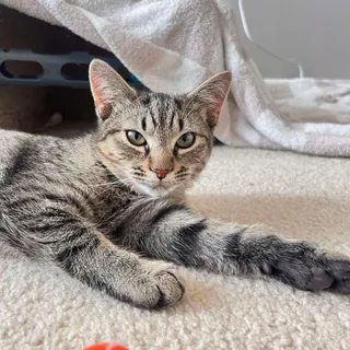Ham