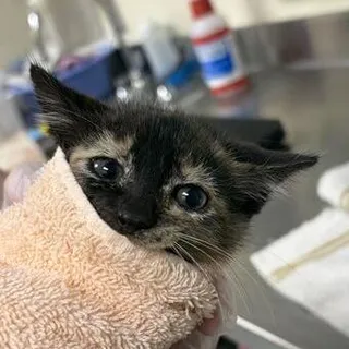Phoebe